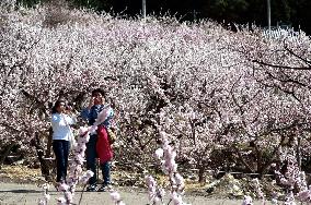 Apricot flowers in full bloom in Nagano